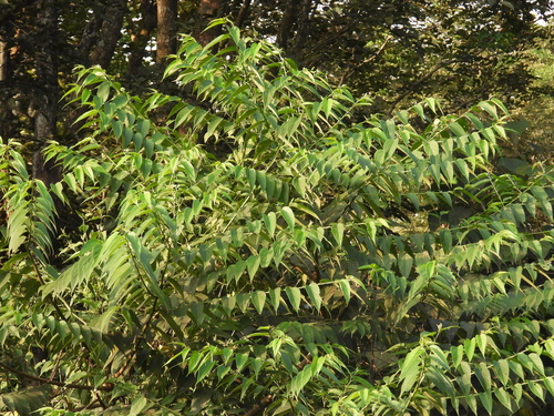 Trema orientale observed 2026-10-21