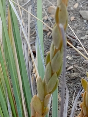 Petrosedum sediforme image