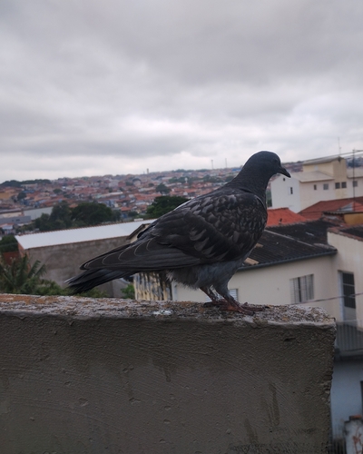 Feral Pigeon
