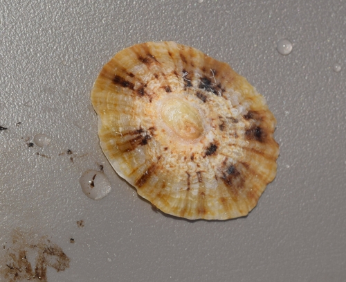 Patella caerulea observed 2026-10-21