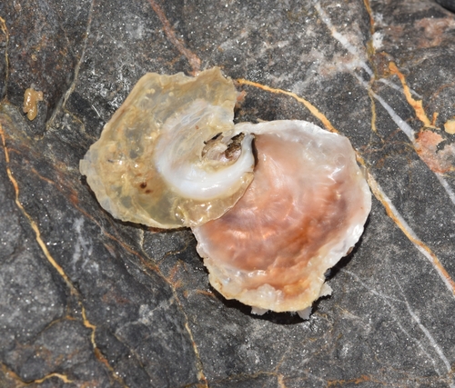 Anomia ephippium observed 2026-10-21