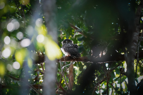 Ninox connivens, 2026-10-10