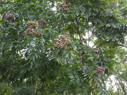 Sapindus mukorossi observed 2026-10-21