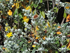 Brachyglottis × jubar