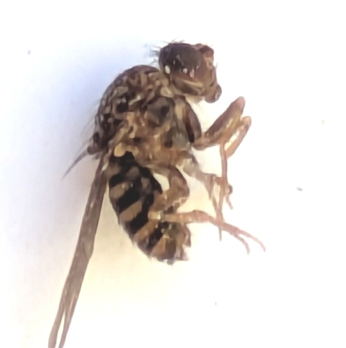 Drosophila repleta observed 2026-10-22