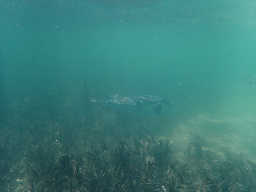 Lagocephalus lagocephalus observed 2026-10-22