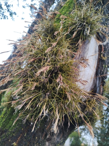 ballmoss