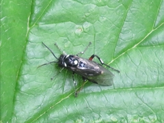 Macrophya punctumalbum