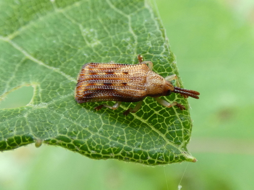 Basswood Leafminer photo 3