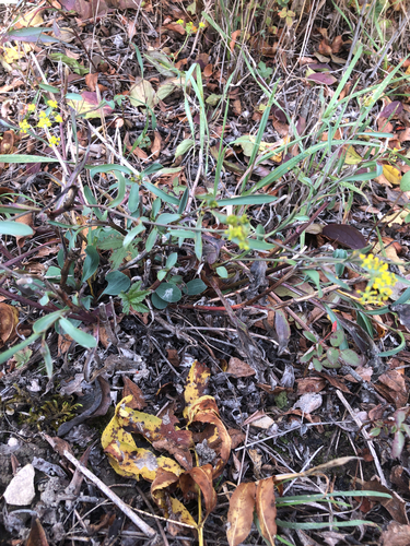 Bupleurum falcatum observed 2026-10-22