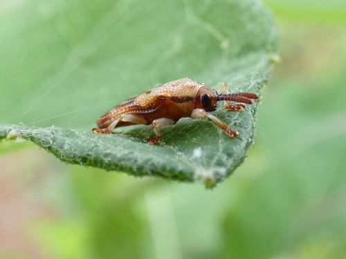 Basswood Leafminer photo 2