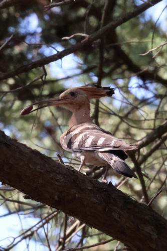 iNaturalist image