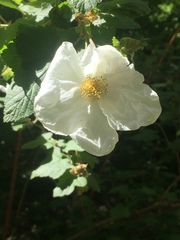 Rubus neomexicanus