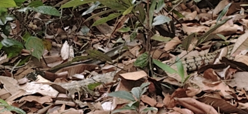 Ptyas carinata observed 2026-10-22