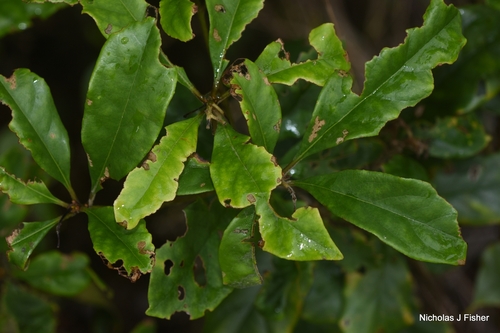 Pittosporum revolutum, 2026-10-18