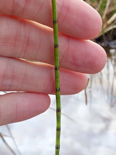 Equisetum palustre observed 2026-10-22