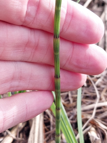 Equisetum palustre observed 2026-10-22