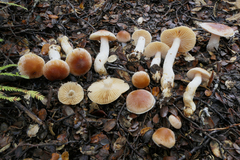 Cortinarius peraureus