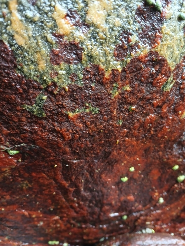 Hildenbrandia rubra observed 2026-10-22