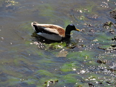 Anas platyrhynchos