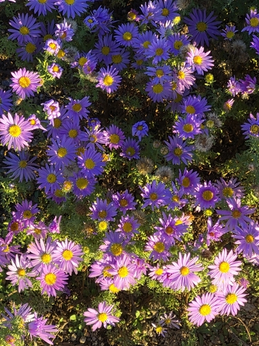 Tahoka daisy