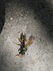 Polistes dominula