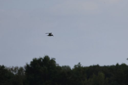 iNaturalist image