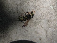 Polistes dominula