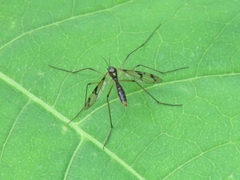 Ptychoptera lacustris