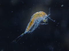 Canthocamptus staphylinus