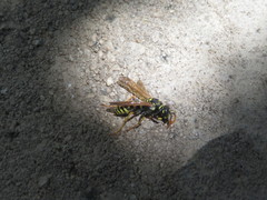 Polistes dominula