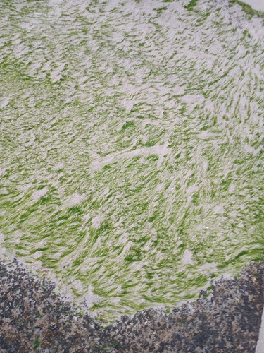 Ulva flexuosa observed 2026-10-22