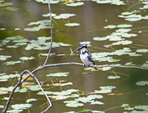 iNaturalist image