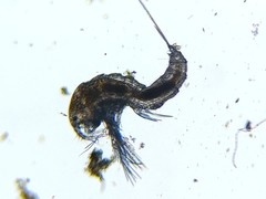 Canthocamptus staphylinus