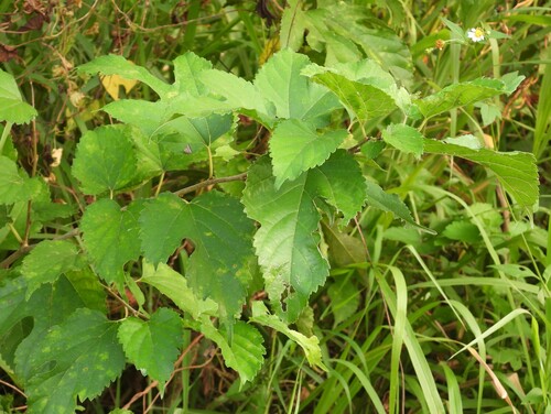 Morus indica observed 2026-10-21