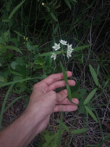 Funastrum clausum, 2026-10-18