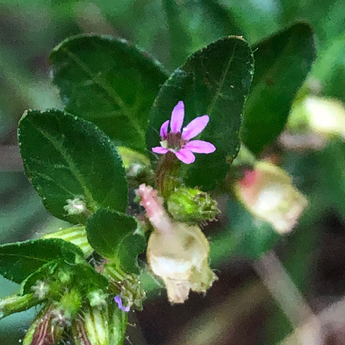 Cuphea carthagenensis observed 2026-10-22