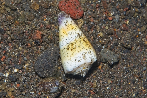 Conus muriculatus observed 2026-10-16