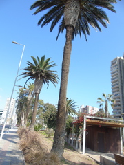 Phoenix canariensis