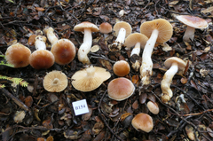 Cortinarius peraureus