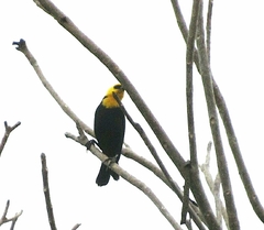 Chrysomus icterocephalus