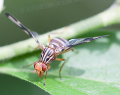 Idana marginata