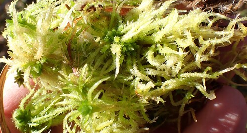 Sphagnum squarrosum observed 2026-10-21