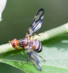 Idana marginata