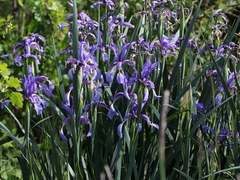 Iris spuria