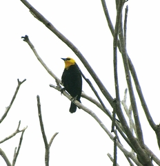 Chrysomus icterocephalus