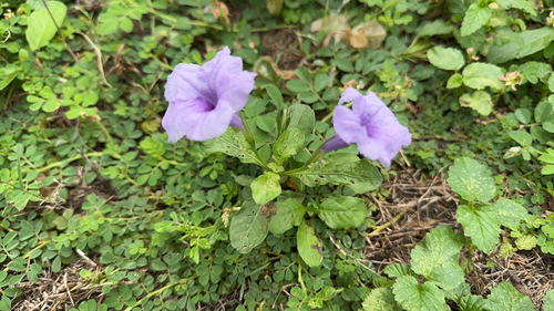 Ruellia tuberosa observed 2026-10-22