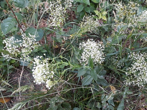Lepidium draba iNat (2)
