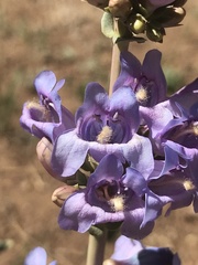 Penstemon pachyphyllus