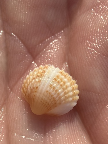 Acanthocardia tuberculata observed 2026-10-22
